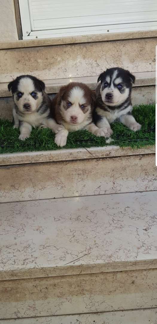 תמונה 2 ,כלבים האסקי סיביר   שירן למכירה בבית שאן