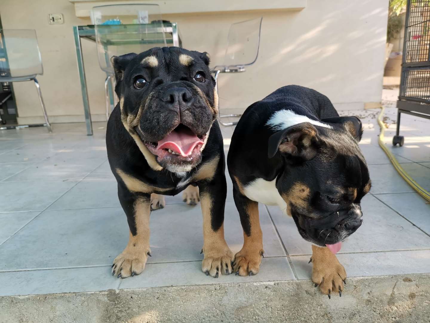 תמונה 1 ,כלבים בולדוג אנגלי   אולגה למכירה בחיפה