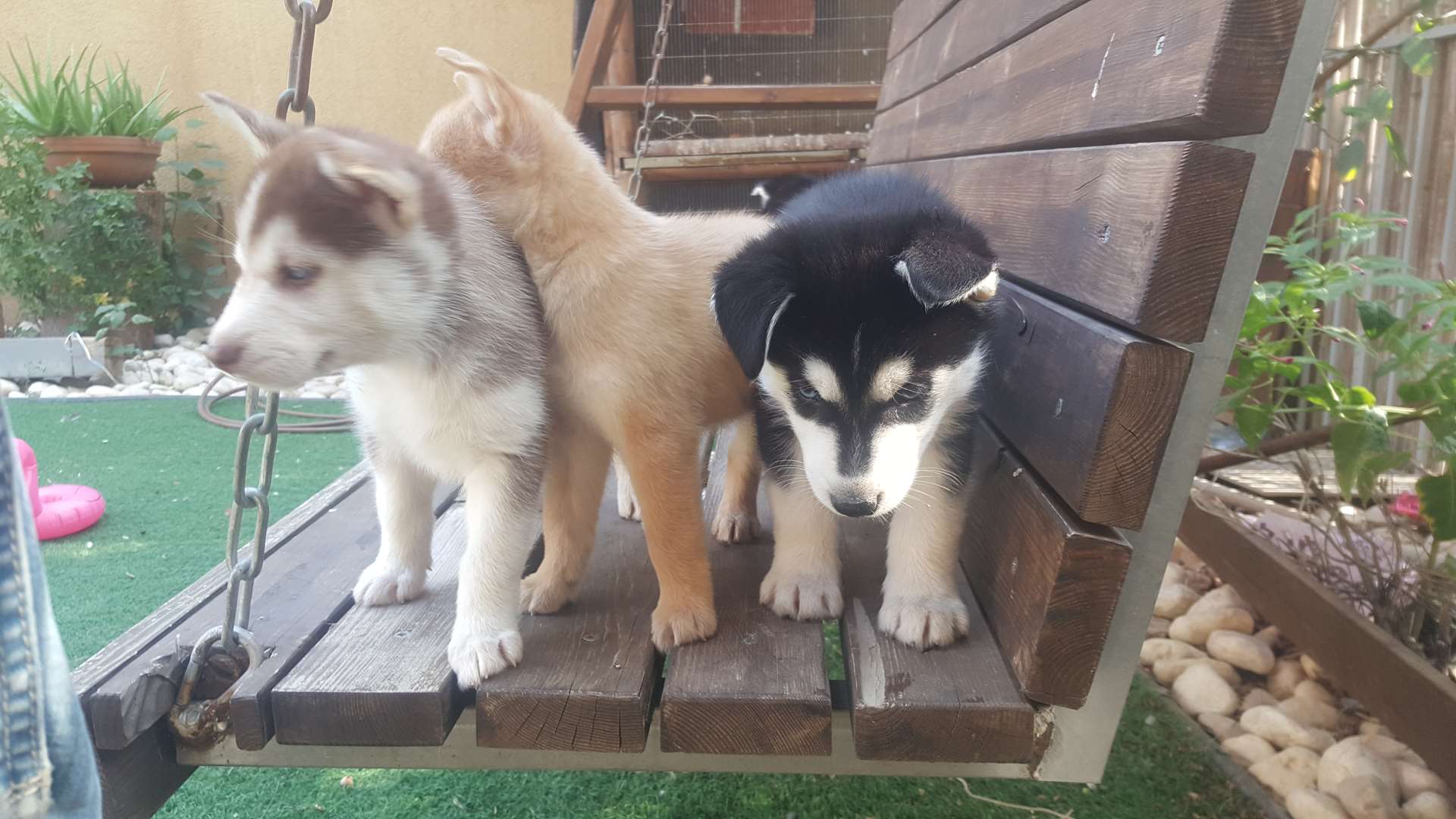 תמונה 4 ,כלבים האסקי סיביר   האסקי למכירה בנתיבות