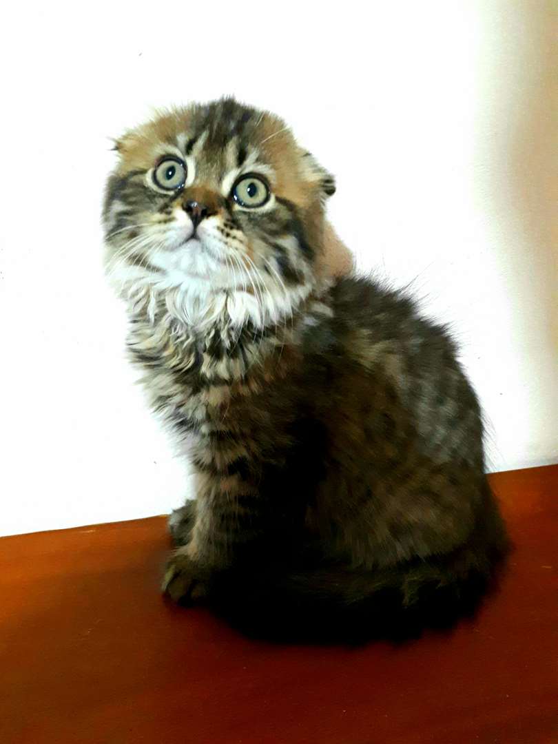תמונה 1 ,חתולים Scotish Fold   סקוטי למכירה בקרית ים
