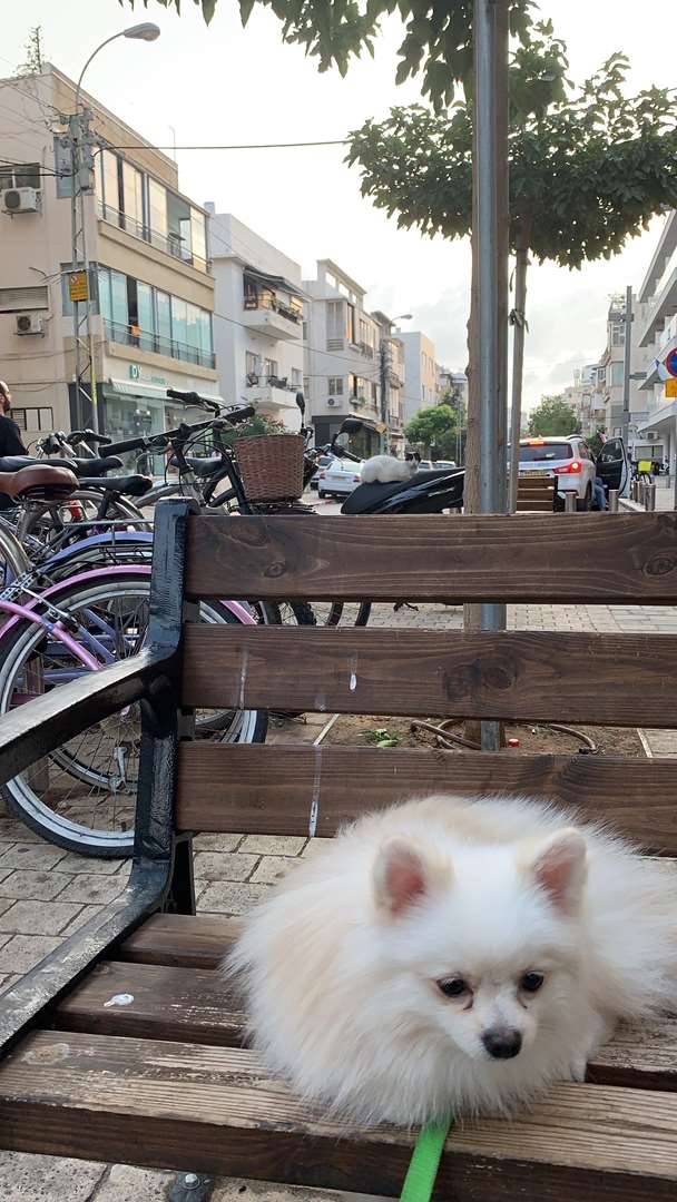 תמונה 2 ,כלבים פומרניאן   ג׳ואי לשידוך בתל אביב