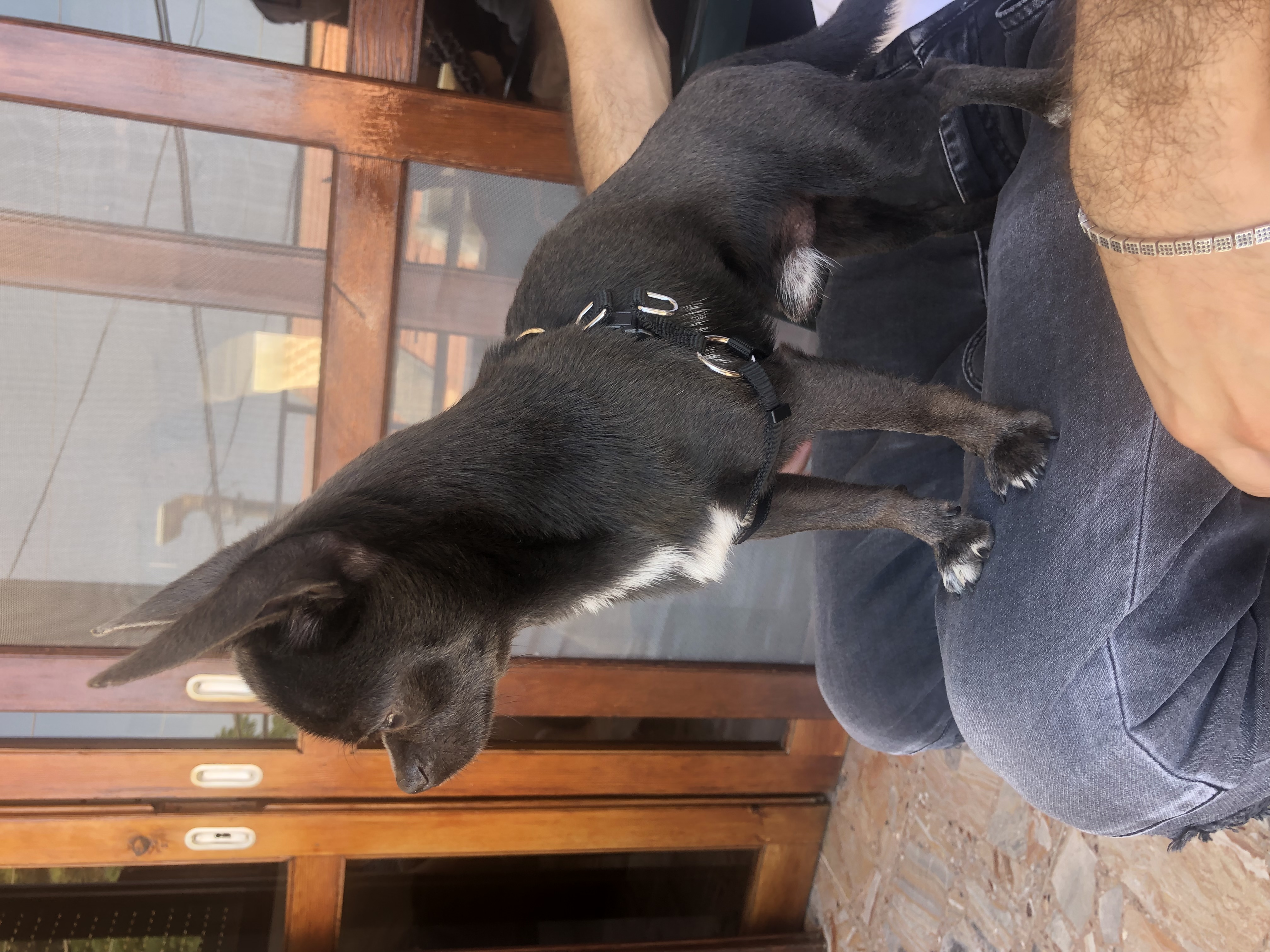 תמונה 3 ,כלבים צ`יוואווה   ננסי  לשידוך בטבריה