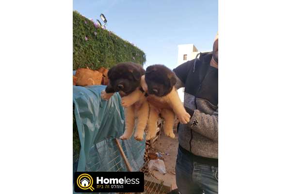 תמונה 2 ,כלבים אקיטה יפני   איימן למכירה בכרמיאל