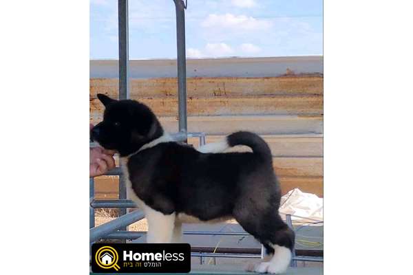 תמונה 1 ,כלבים אקיטה יפני   אקיטה אמריקאי למכירה בנתניה