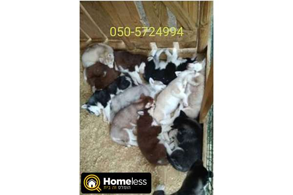 תמונה 1 ,כלבים האסקי סיביר   האסקי למכירה בקרית גת
