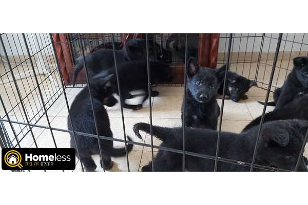 תמונה 2 ,כלבים רועה גרמני   שמחה למכירה בחדרה