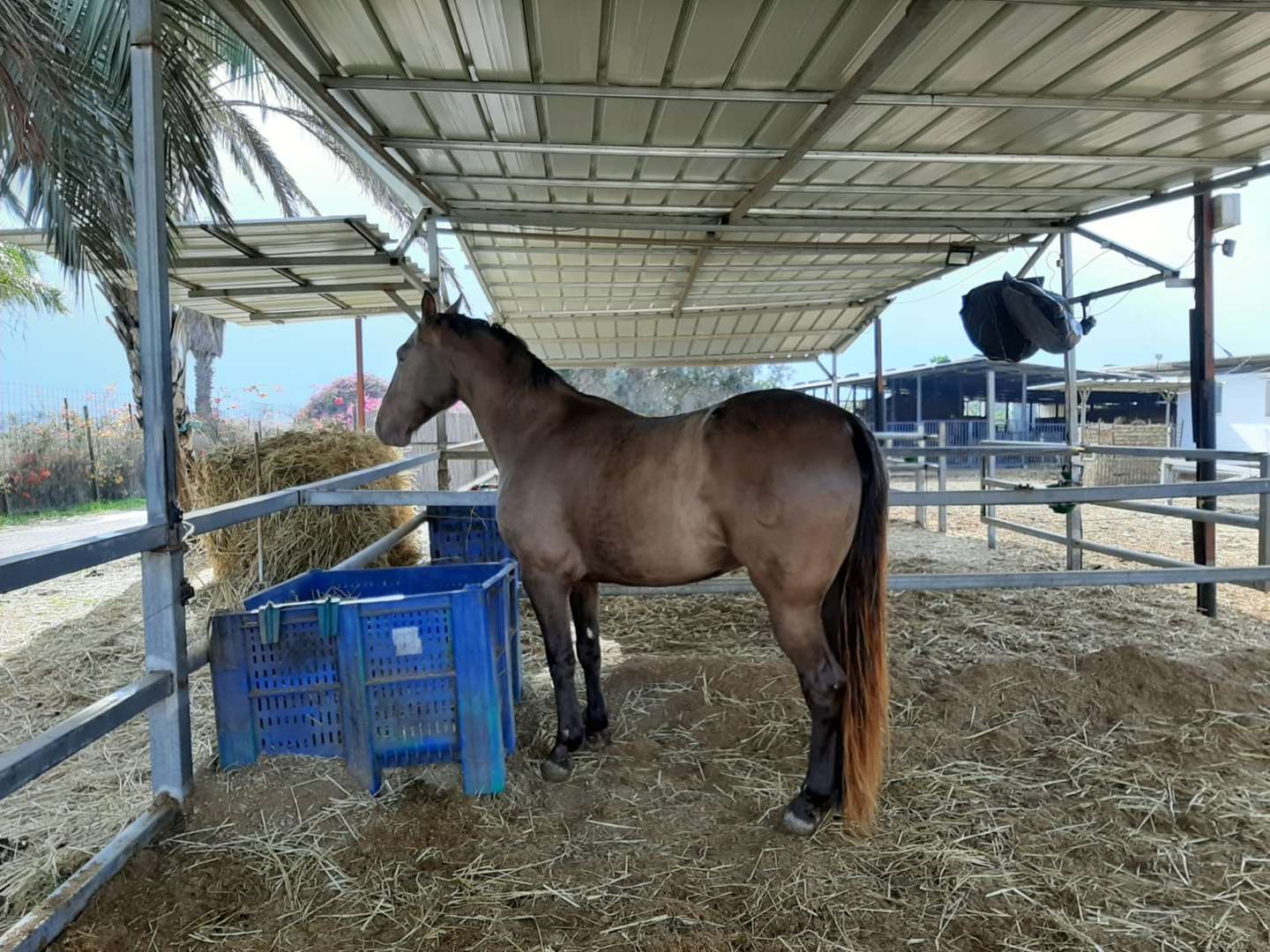 תמונה 1 ,סוסים טנסי ווקר   סוס למכירה בכפר טרומן
