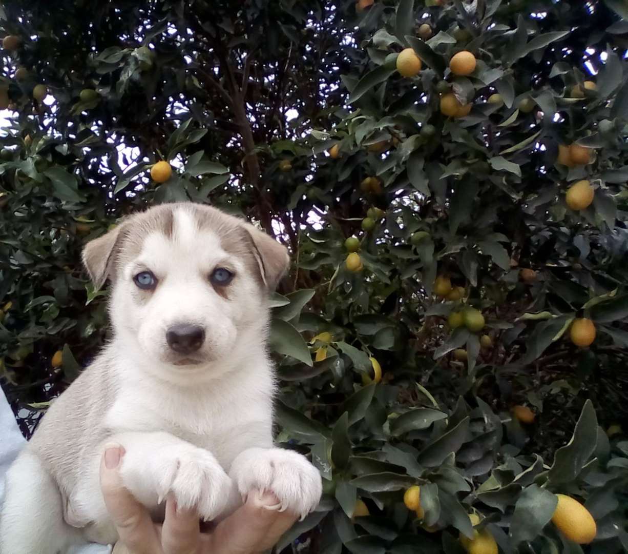 תמונה 1 ,כלבים האסקי סיביר   האסקי למכירה באשדוד