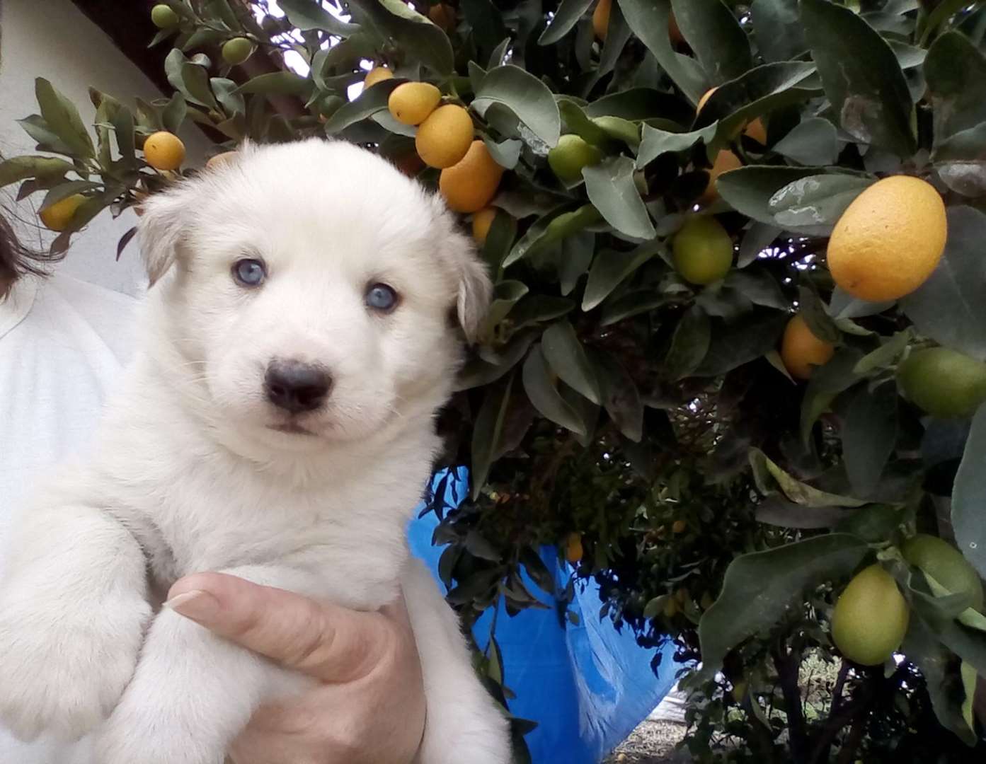 תמונה 2 ,כלבים האסקי סיביר   האסקי למכירה באשדוד