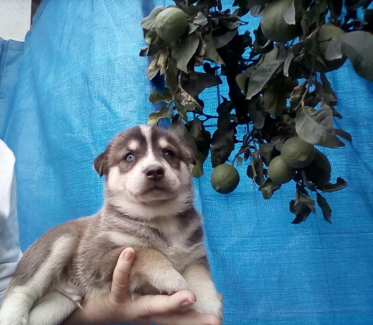 תמונה 3 ,כלבים האסקי סיביר   האסקי למכירה באשדוד