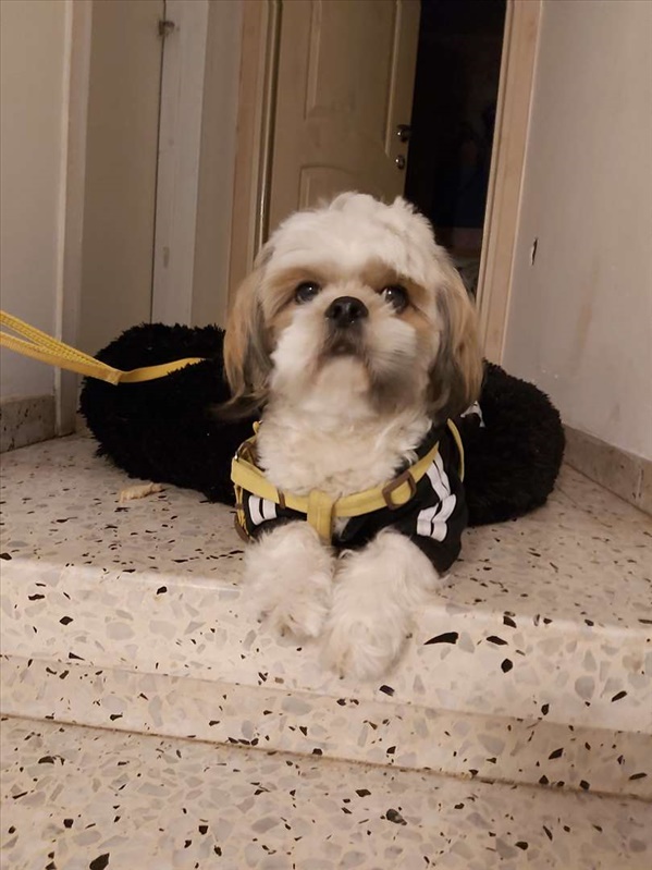 תמונה 1 ,כלבים אחר   פנסיון כלבים דוגסיטינג בחיפה