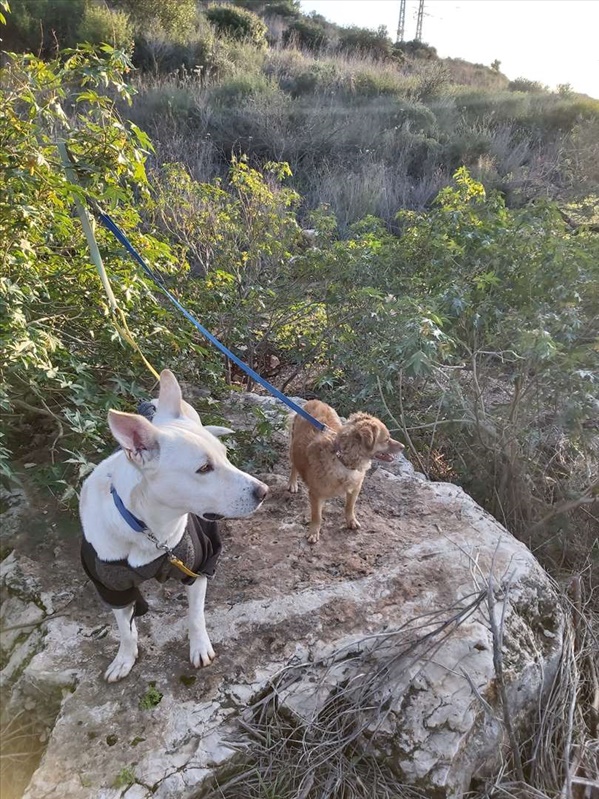 תמונה 3 ,כלבים אחר   פנסיון כלבים דוגסיטינג בחיפה
