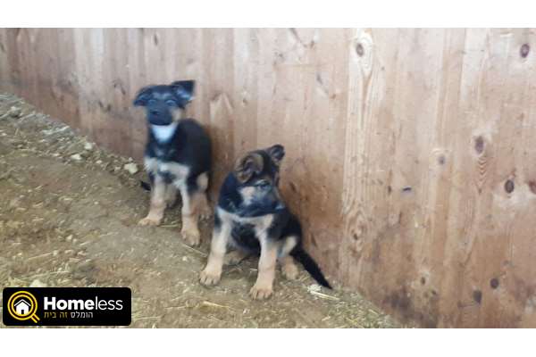 תמונה 1 ,כלבים רועה גרמני   כלב למכירה בכפר טרומן