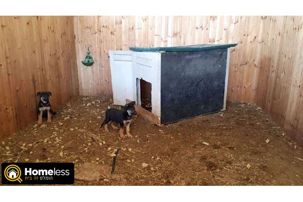 תמונה 2 ,כלבים רועה גרמני   כלב למכירה בכפר טרומן