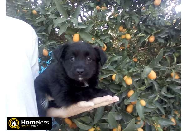 תמונה 1 ,כלבים קבליר קינג צארלס ספנייל   קבליר קינג צארלס בשילוב שפיץ  למכירה באשדוד