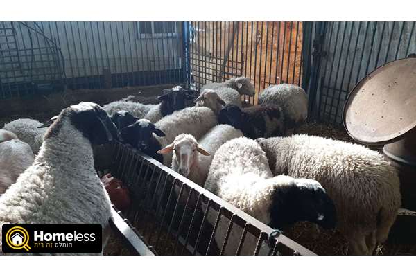 תמונה 1 ,חיות משק כבשים   טלה למכירה בכפר טרומן