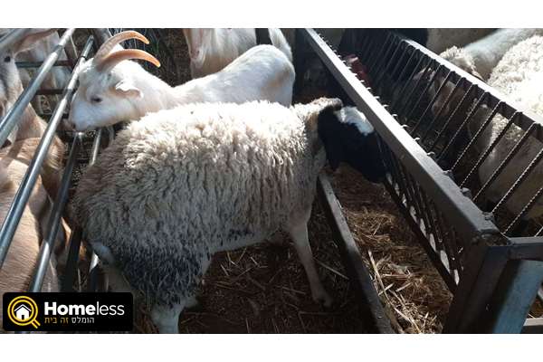 תמונה 2 ,חיות משק כבשים   טלה למכירה בכפר טרומן