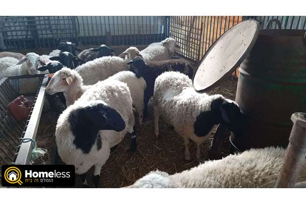 תמונה 3 ,חיות משק כבשים   טלה למכירה בכפר טרומן