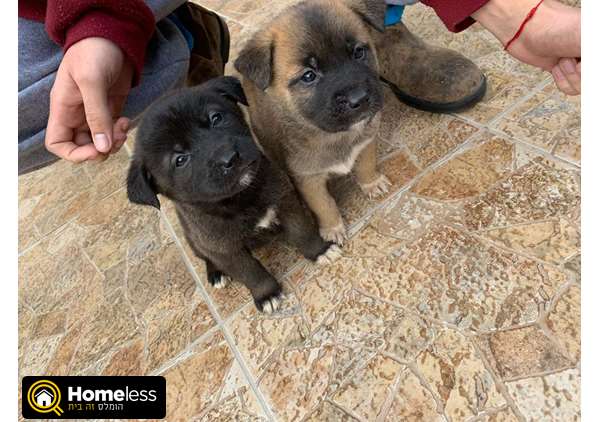 תמונה 2 ,כלבים אקיטה יפני   א למכירה בחשמונאים