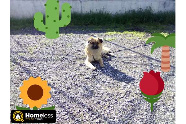 תמונה 1 ,כלבים פקינז   פקינזית מעורבת למכירה באשדוד