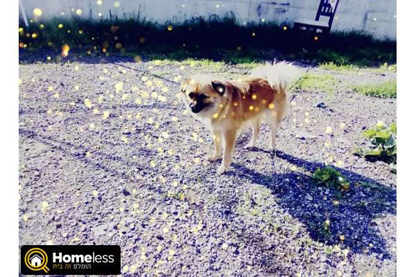 תמונה 2 ,כלבים פקינז   פקינזית מעורבת למכירה באשדוד