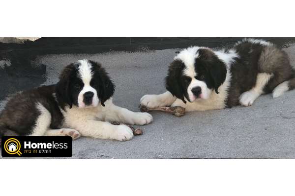 תמונה 3 ,כלבים סן ברנרד   ח למכירה בחח