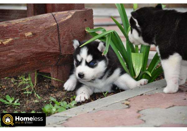 תמונה 1 ,כלבים האסקי סיביר   tina למסירה ברמת גן