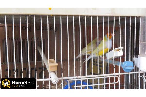 תמונה 2 ,תוכים ובעלי כנף פינקים   פינקים למכירה ב  זכריה