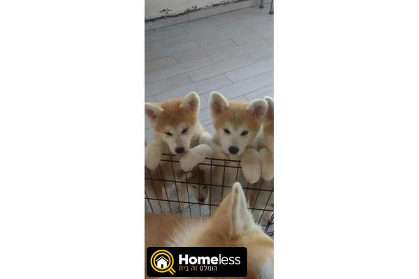 תמונה 1 ,כלבים אקיטה יפני   אקיטה יפני למכירה בבית שמש