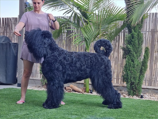 תמונה 3 ,כלבים טרייר רוסי שחור   טרייר רוסי שחור למכירה בנתניה