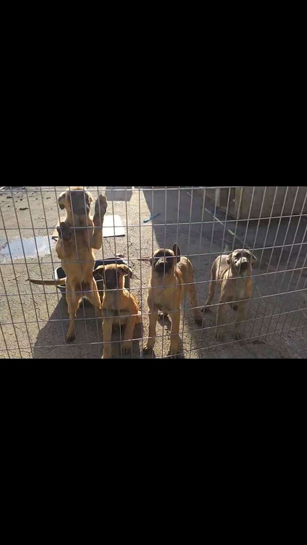 תמונה 1 ,כלבים רועה בלגי   מקס למכירה בבית גמליאל