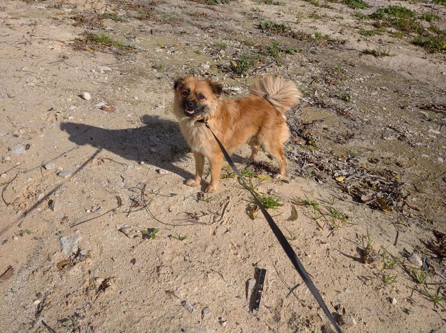 תמונה 1 ,כלבים פקינז   פקינז מעורב למכירה באשדוד