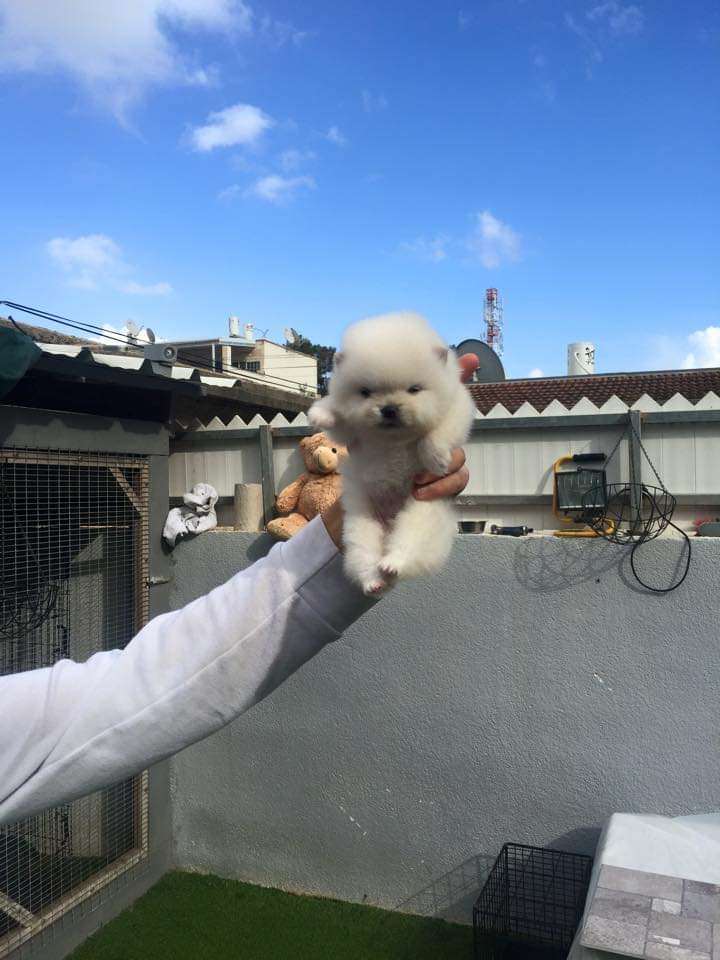 תמונה 3 ,כלבים פומרניאן   גוצי למכירה בקרית ים