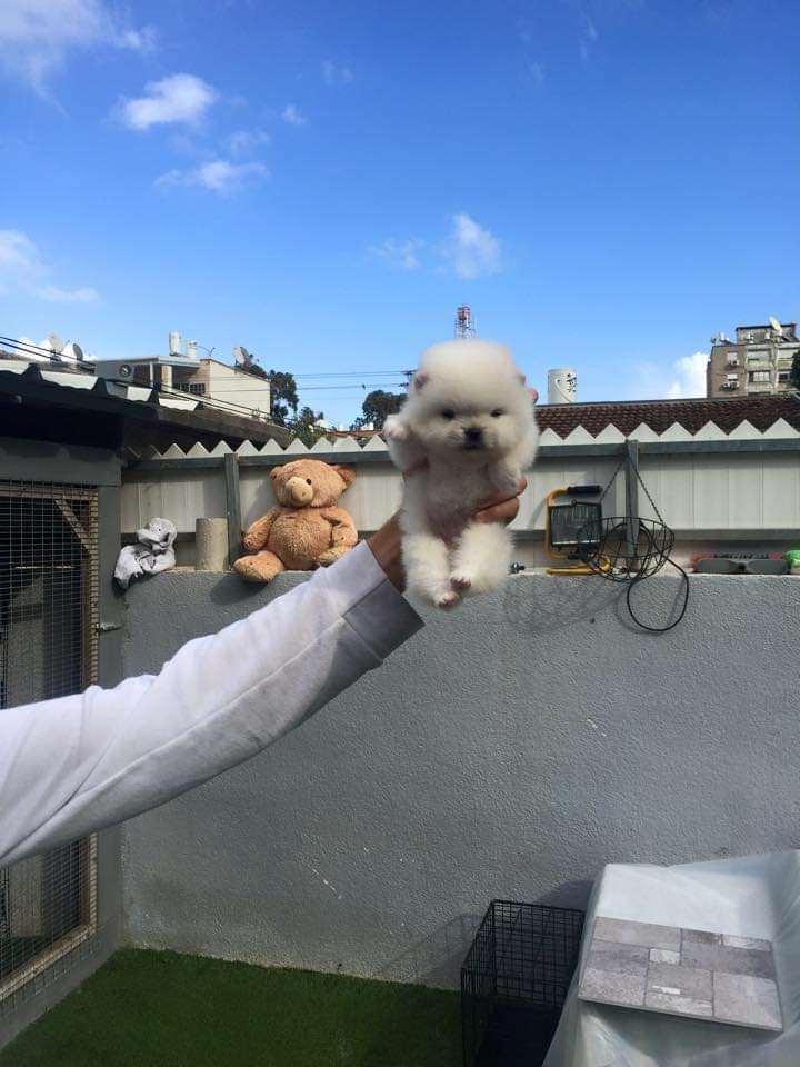 תמונה 3 ,כלבים פומרניאן   קיטי למכירה בקרית ים