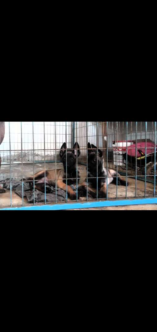תמונה 2 ,כלבים רועה בלגי   גורים  למכירה באריאל