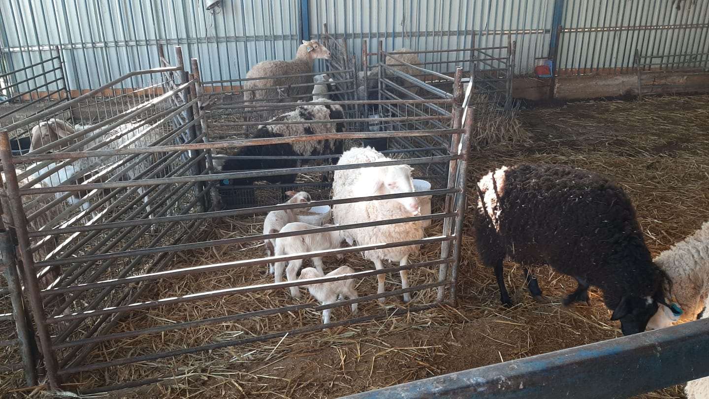 תמונה 1 ,חיות משק כבשים   כבשים למכירה בכפר טרומן
