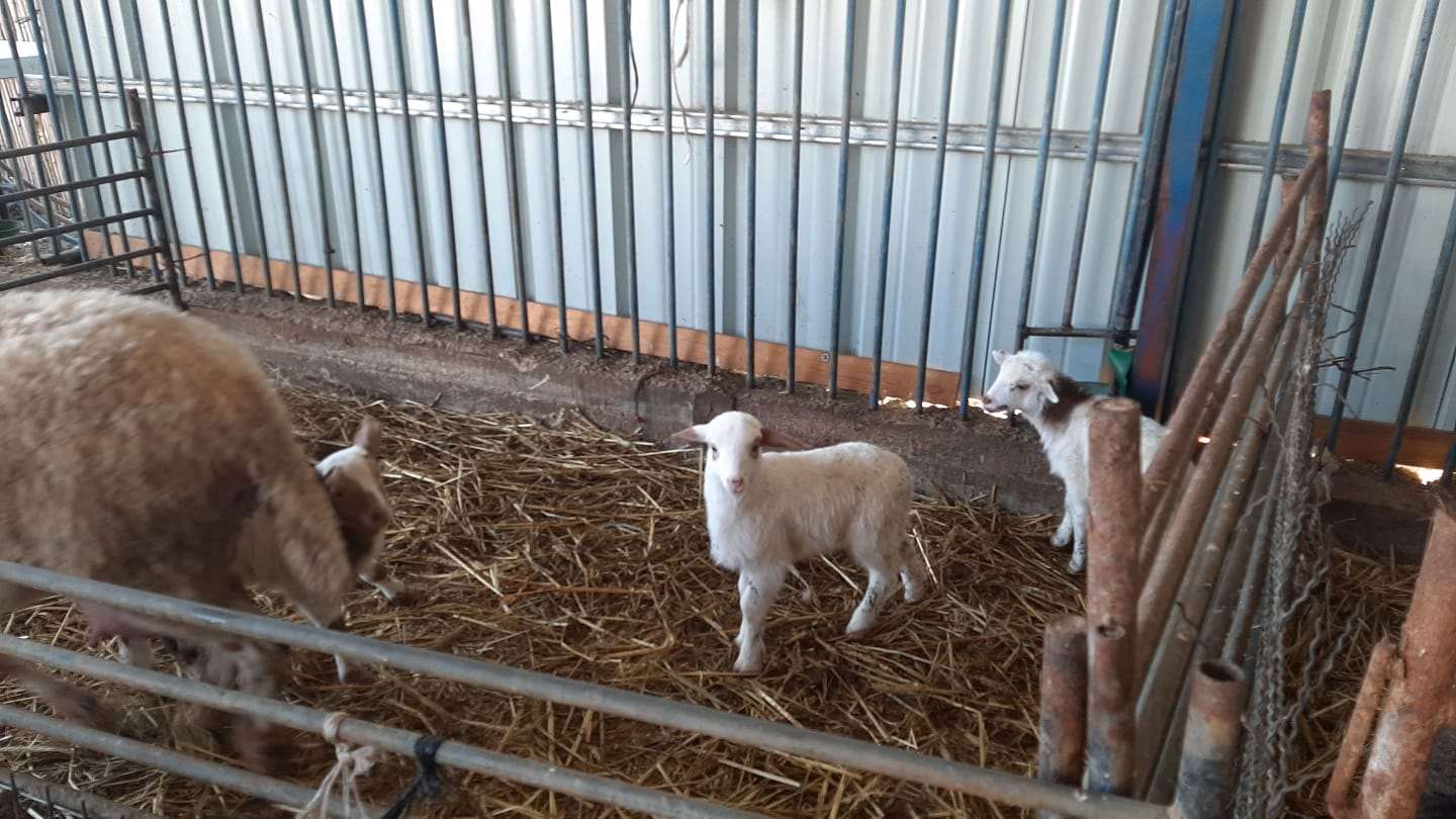 תמונה 2 ,חיות משק כבשים   כבשים למכירה בכפר טרומן