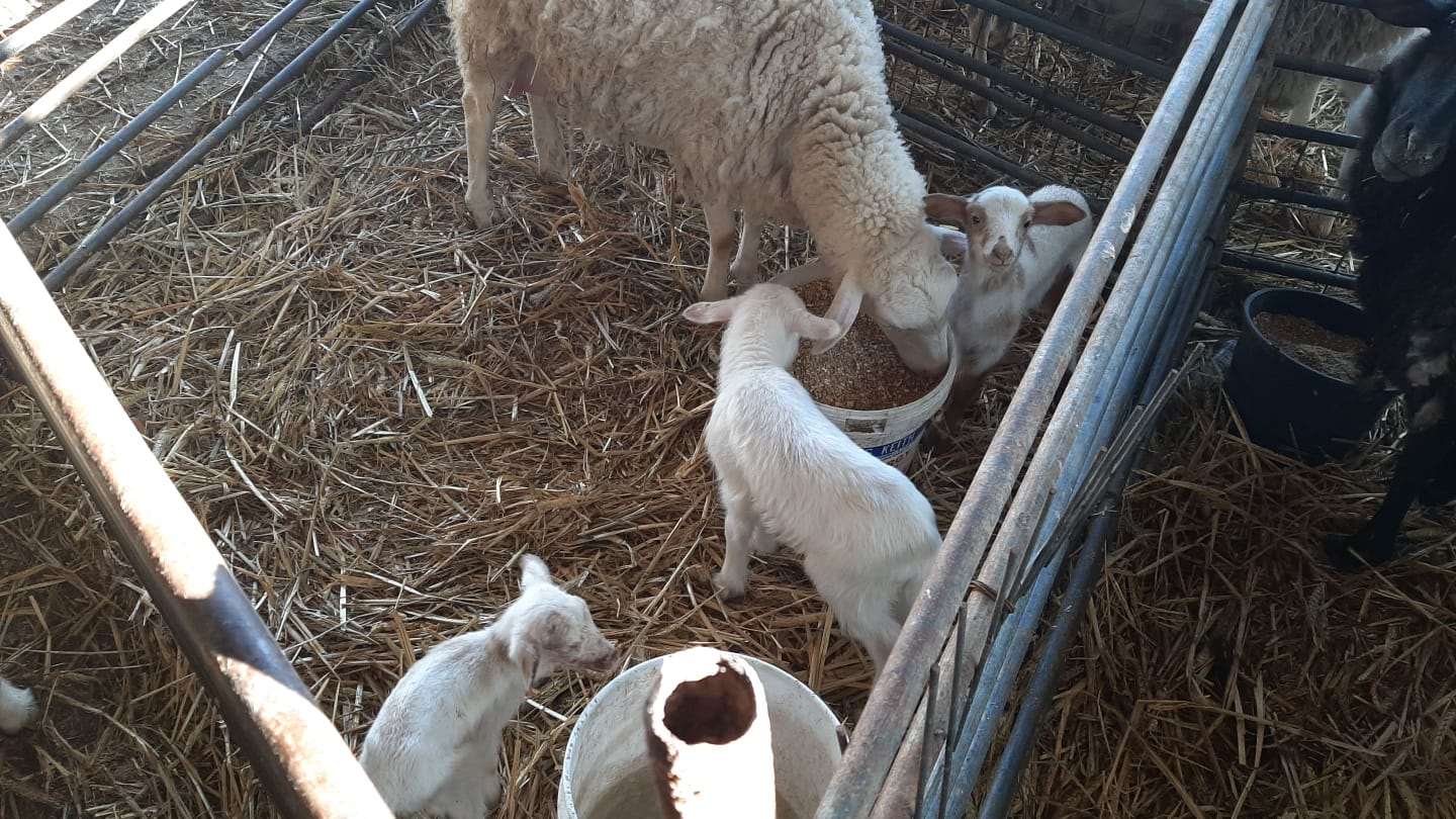 תמונה 3 ,חיות משק כבשים   כבשים למכירה בכפר טרומן