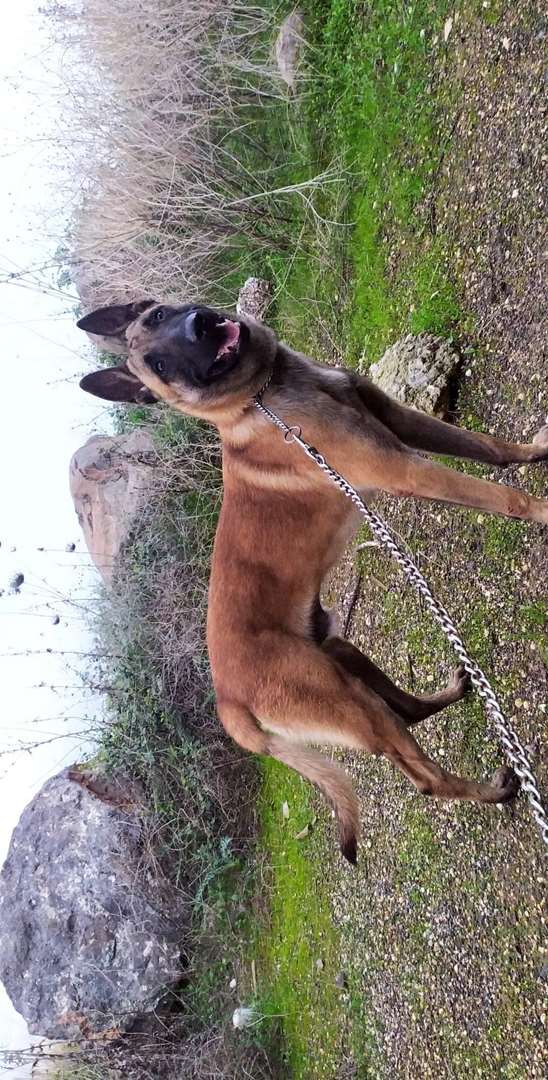 תמונה 3 ,כלבים רועה בלגי   גוקר לשידוך בטבריה