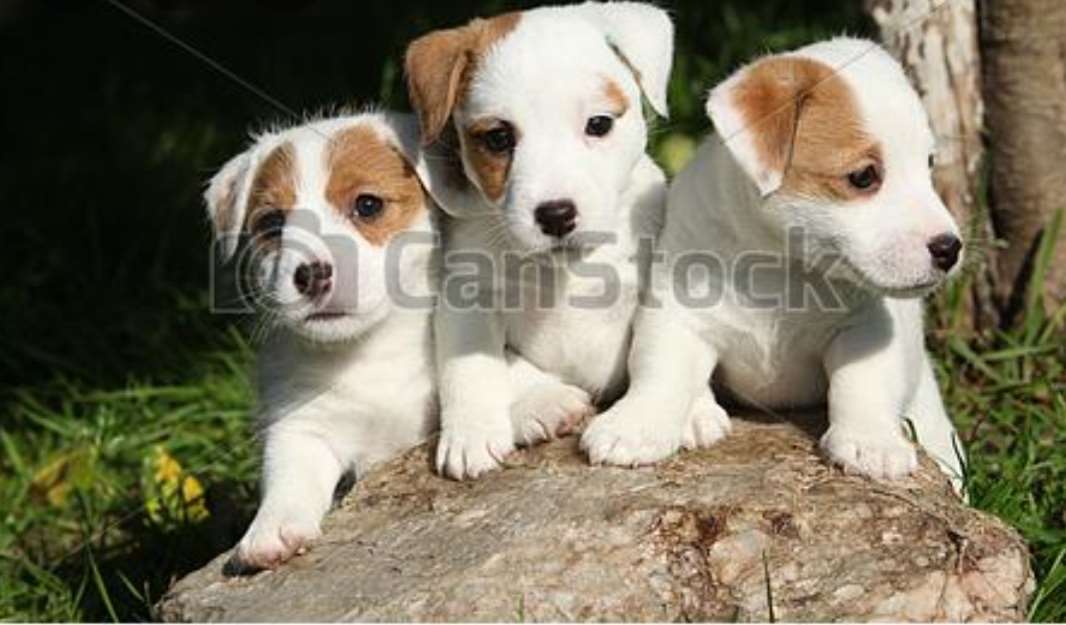 תמונה 1 ,כלבים גק ראסל טרייר   דין למכירה בבית שאן