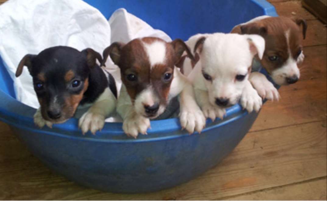 תמונה 2 ,כלבים גק ראסל טרייר   דין למכירה בבית שאן