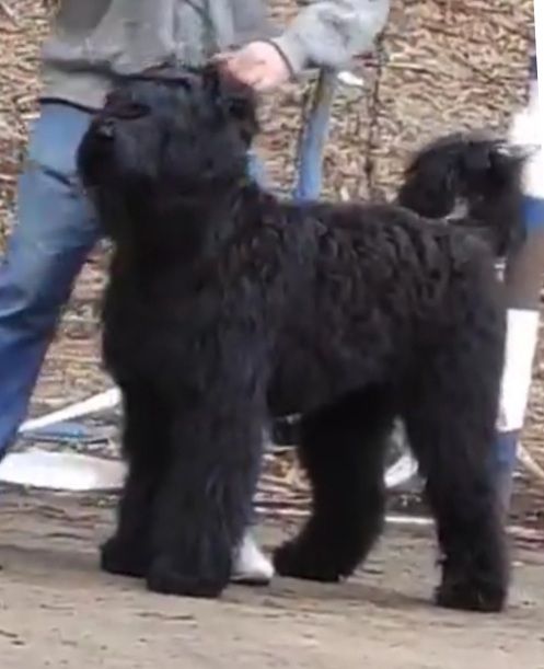 תמונה 4 ,כלבים טרייר רוסי שחור   טרייר רוסי שחור למכירה בנתניה