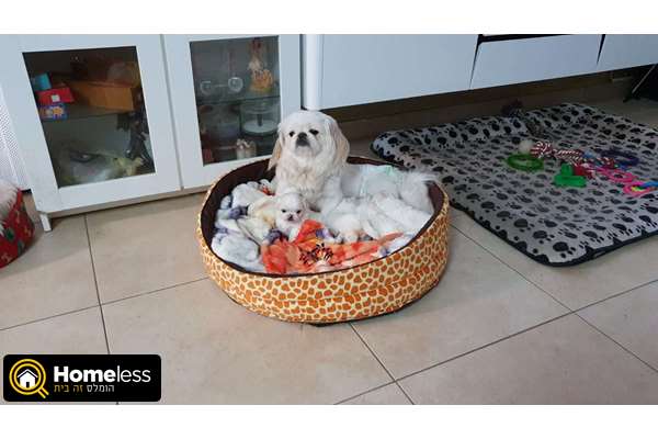 תמונה 4 ,כלבים פקינז   כלבים למכירה בנצרת עילית