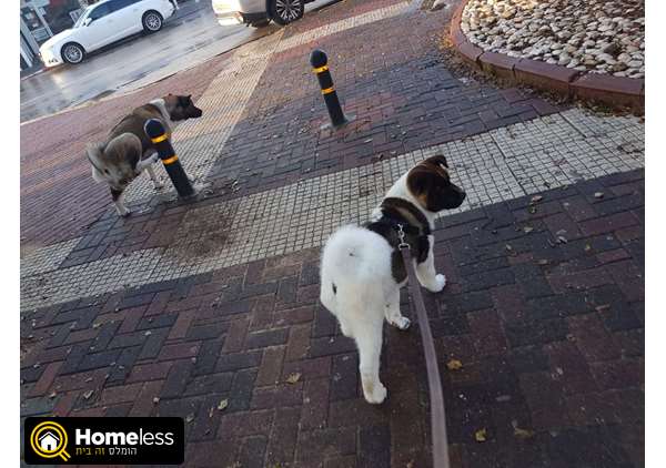 תמונה 2 ,כלבים אקיטה יפני   אין שם  למכירה באור עקיבא
