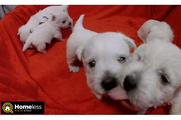 תמונה 2 ,שונות כלובים ומלונות   Male and  Female Westie puppie למכירה בEast Tel aviv