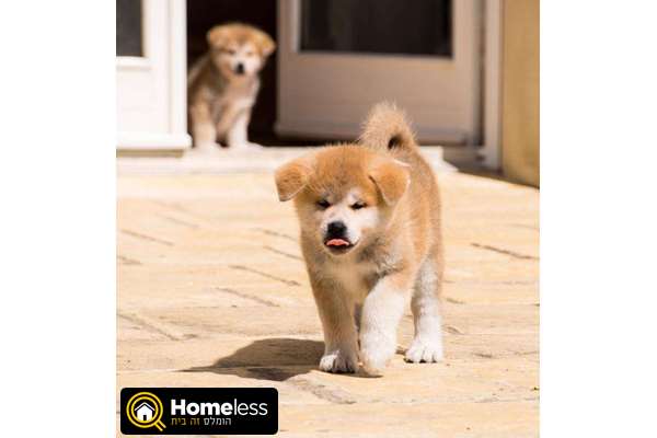 תמונה 1 ,כלבים אקיטה יפני   אין למכירה בעכו