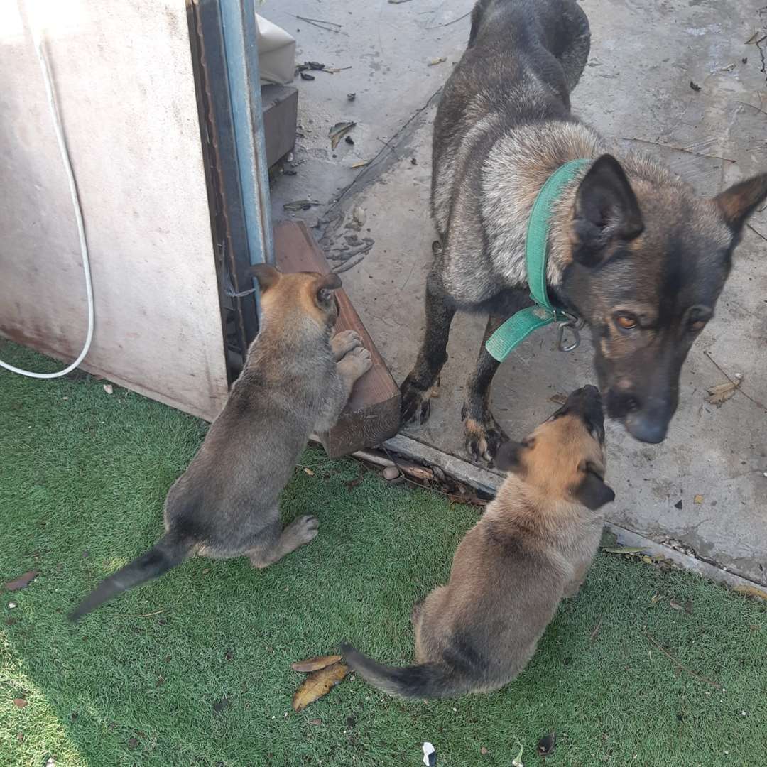 תמונה 3 ,כלבים רועה בלגי   נאור גנון למכירה בבית שמש