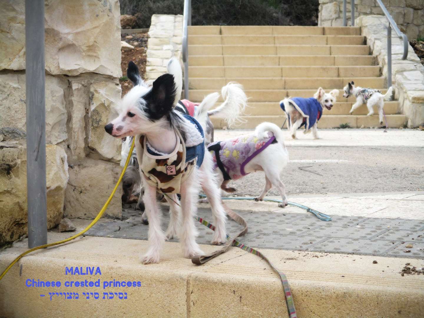 תמונה 2 ,כלבים סיני מצוייץ   פנסיון בלומיז למכירה בירושלים