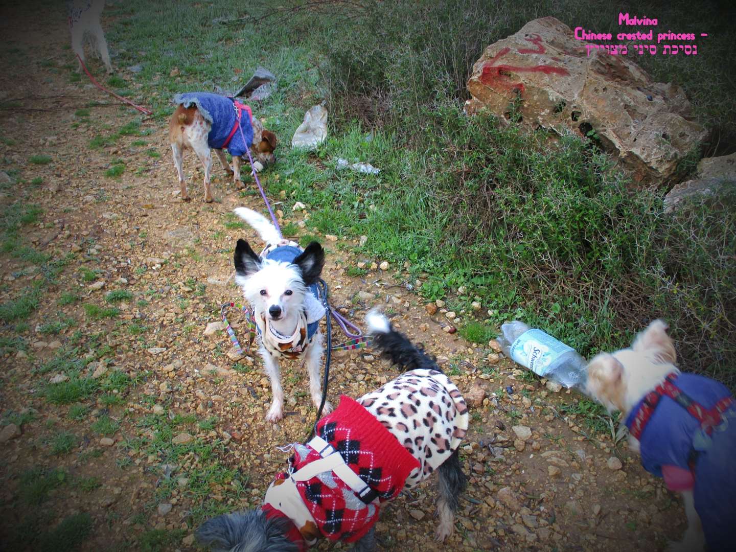 תמונה 3 ,כלבים סיני מצוייץ   פנסיון בלומיז למכירה בירושלים
