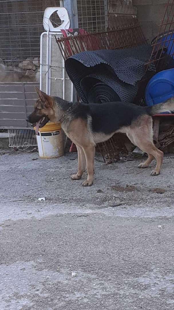 תמונה 1 ,כלבים רועה גרמני   ייי למכירה במשהד